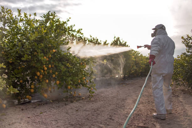 Reliable Callaway, FL Pest Control Solutions