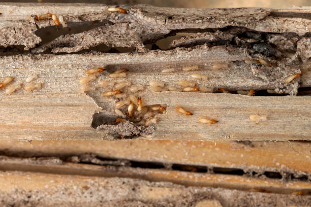 Best Affordable Pest Control Services  in Callaway, FL